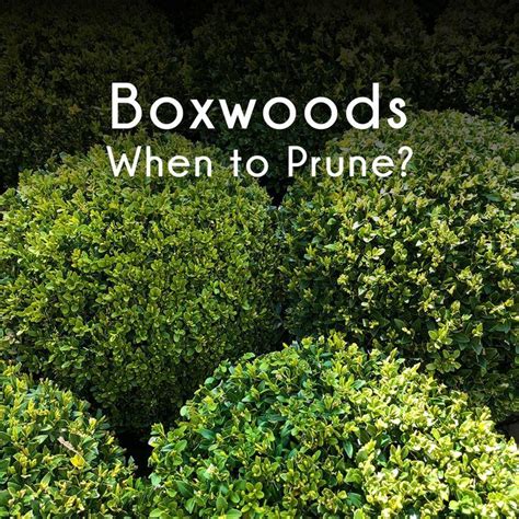 When To Prune Boxwood Shrubs With Tips On How To Do So Boxwood Garden Box Wood Shrub