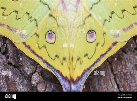 Chinese Moon Moth Newly Hatched Male Displaying Eyespots Stock Photo
