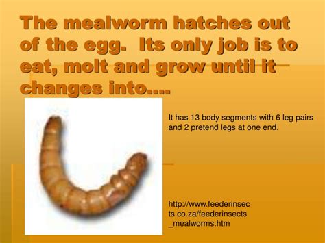 Ppt The Life Cycle Of Mealworms Powerpoint Presentation Free