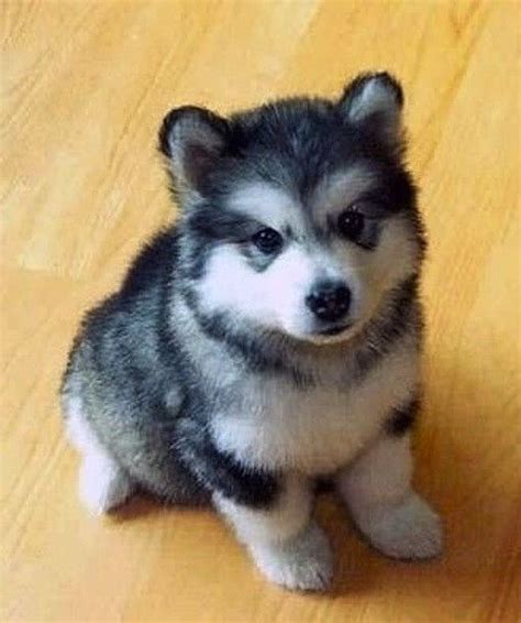 Pomsky Puppies Miniature Husky Pomeranian Pets Lovers