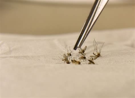 Public health tests base mosquitoes, results negative for West Nile