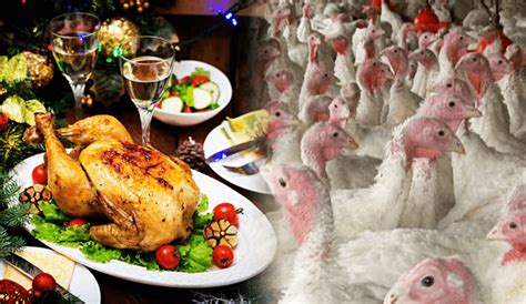 Precio Del Pavo 2023 En Mercados Del Perú Se Incrementa Por Navidad