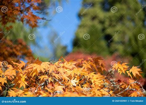 Japanese Maple Acer Palmatum Tree Stock Image Image Of Beauty Branch 260183981