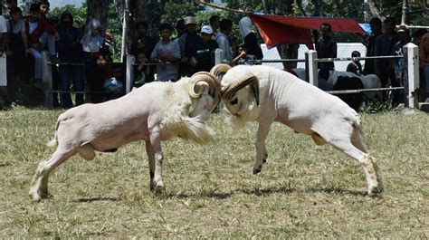 Jenis-jenis Domba di Indonesia - CV Pradipta Paramita