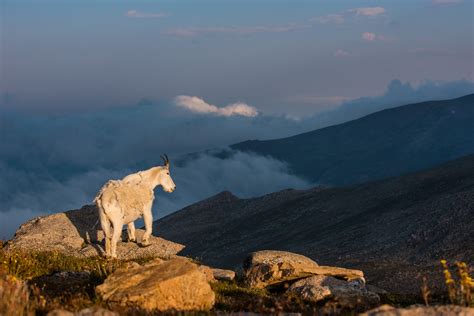 Mountain Goat | Sean Crane Photography