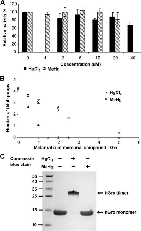 Effects Of Mercurial Compounds On Grx In Hela Cells A Cells Were