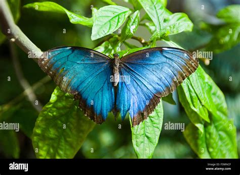 Blue Morpho Butterfly Life Cycle