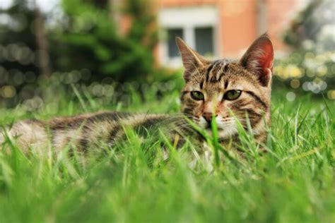 Katzen Gegen Marder Sind Sie Ein Effektives Hausmittel Oder Eine