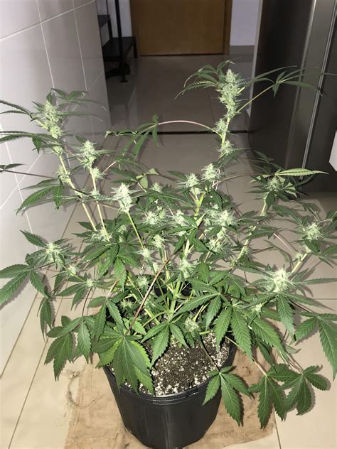 Bsf Seeds Double Cookies Auto Grow Journal Week By Ninja Grow