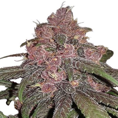 Purple Kush Seeds | Cannabis Seeds Canada