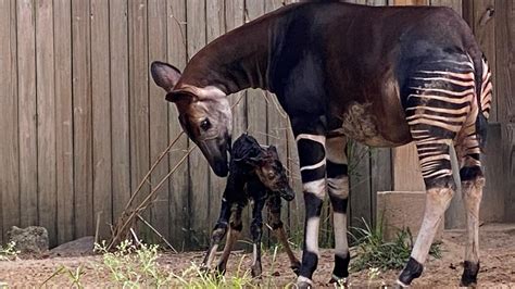 Video Capta Los Primeros Pasos De Un Bebé Okapi En El Zoológico De