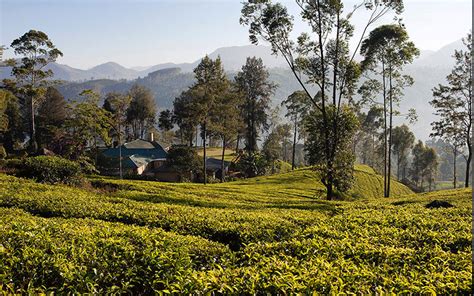 Tea Estate Bungalows In Sri Lanka Tea Estate Stays In Sri Lanka