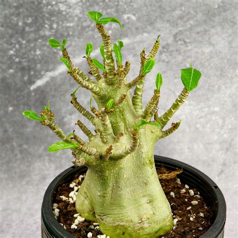 Adenium Obesum Baobab Róża Pustyni Dojrzały 15cm Ceny i opinie Ceneo pl