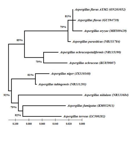 Phylogenetic Tree Showing The Relationship Between Aspergillus Flavus