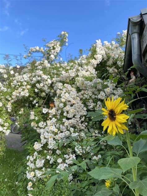 Auszeichnung Schmetterlingsfreundlicher Garten Nabu Euskirchens Webseite