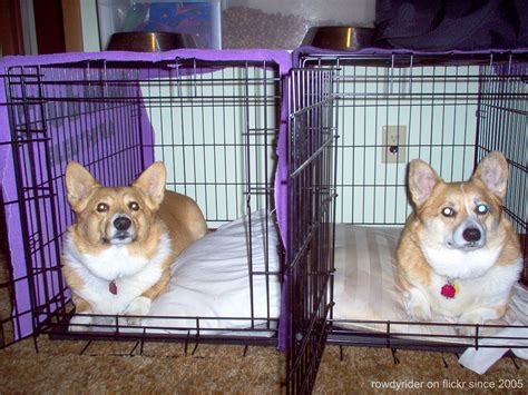 Corgi Breeders - Corgi Guide