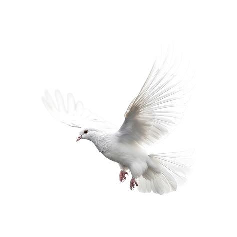 White Dove Isolated, Dove, Pigeon, Animal PNG Transparent Clipart Image ...