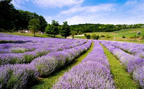 Virginia Farms For Sale | Virginia Estates