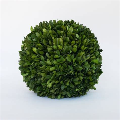 Boxwood Ball Preserved Inches Etsy Boxwood Balls Preserved