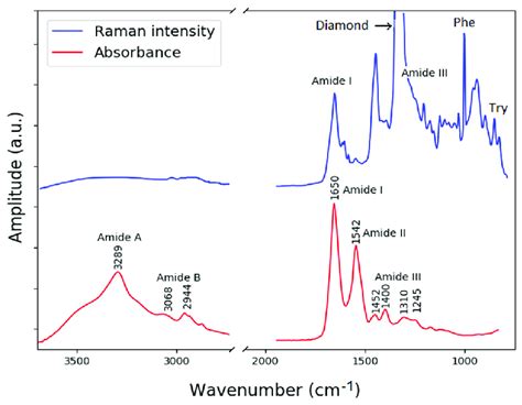 Raman And Ftir Absorbance Spectra From Bsa Acquired Using The Novel Download Scientific Diagram