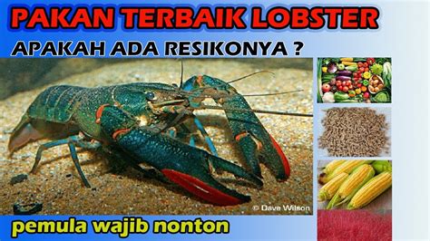 Pakan Lobster Air Tawar Lengkap Dengan Penjelasannya Youtube