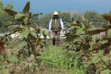 Fortalecen El Cultivo De Amaranto En La Zona Oriente Del Edomex La