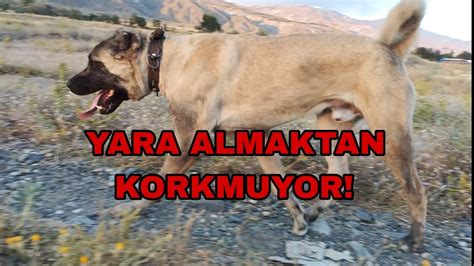 DÜN AKŞAM YOLUMUZU KESEN KÖPEĞİ BOYKA FENA BENZETTİ YouTube