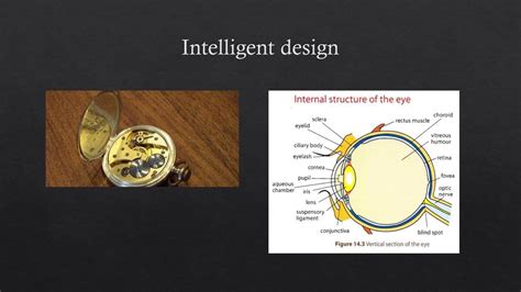 Darwin’s theory of evolution - ppt download