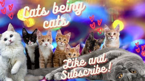 Omg Funny Cat Compilationthe Very Best And Funniest Cat Momentscute