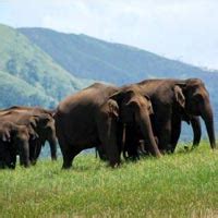 Cochin Munnar Thekkady Alleppey Kovalam Trivandrum Tour