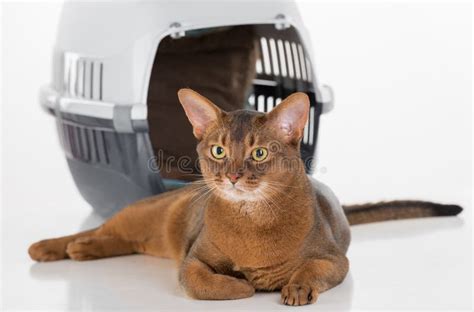 Gato E Caixa Abyssinian Curiosos Cauda Longa Isolado No Fundo Branco