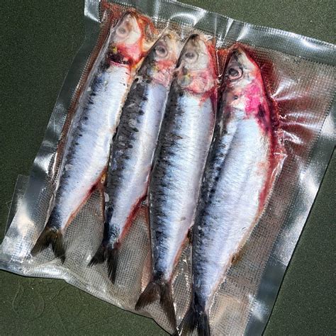 Frozen Sardines The Tackle Box