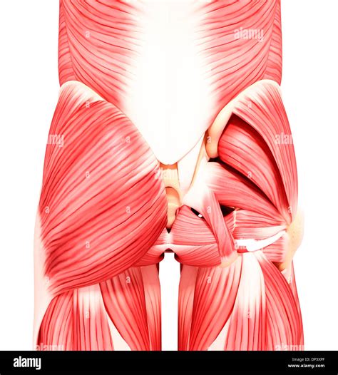 Human Hip Musculature Artwork Stock Photo Alamy