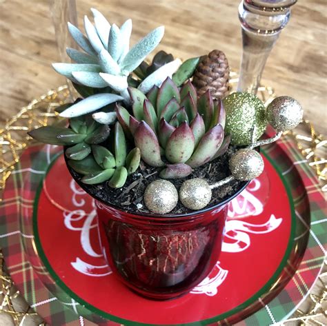 Holiday succulent arrangement.🎄 #succulents | Succulents, Succulent ...