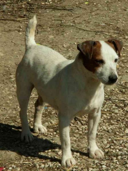 Chiot Elevage De L Antre Des Jacks Eleveur De Chiens Jack Russell