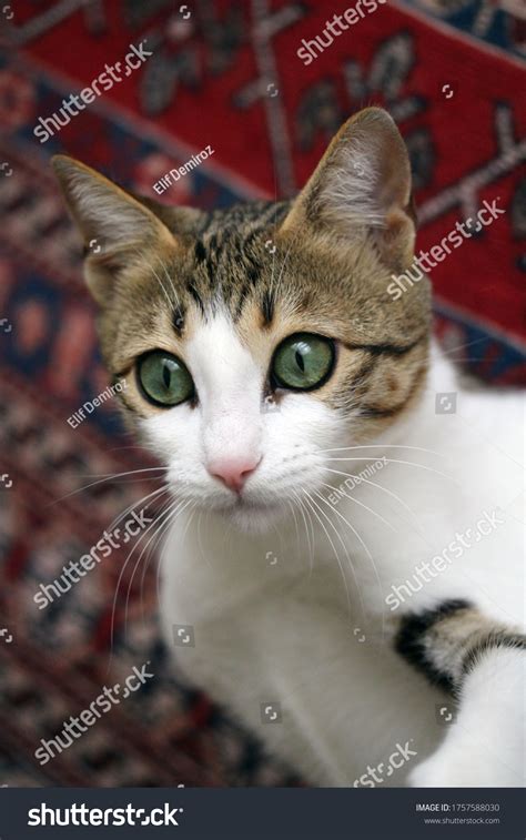 Domestic Tabby Cat Beautiful Eyes Stock Photo 1757588030 | Shutterstock