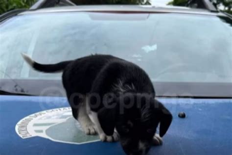 Casal é flagrado invadindo pet shop de Goiânia para furtar cachorro