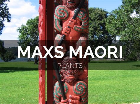 Maxs Maori Plants By Stephen Baker