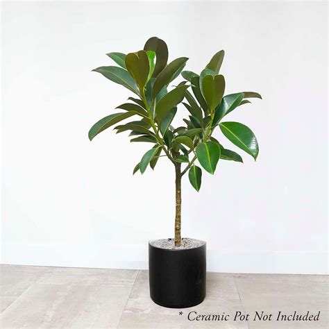 Decora Rubber Plant