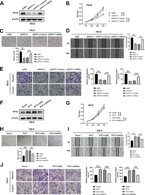 Pvt1 Accelerates Tumor Growth And Metastasis Mainly Via Promoting Hif2α