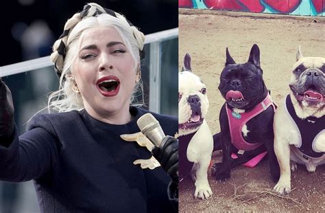 Secuestro De Los Perros De Lady Gaga Pudo Haber Sido Un Ritual De Iniciación De Pandillas