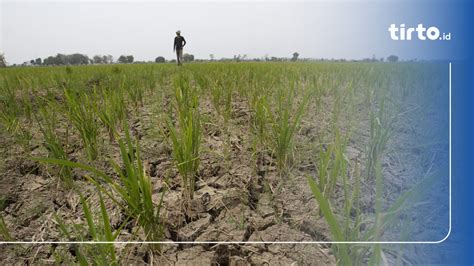 Dampak El Nino Empat Kecamatan Di Boyolali Dilanda Kekeringan