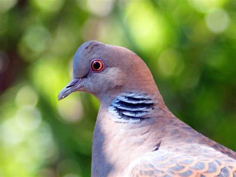 Cara Memandikan Burung Perkutut Yang Tepat Kumparan