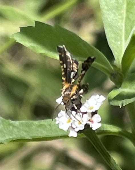 Spotted Thyris Moth In July By Cmc Yard On Frogfruit Phyla