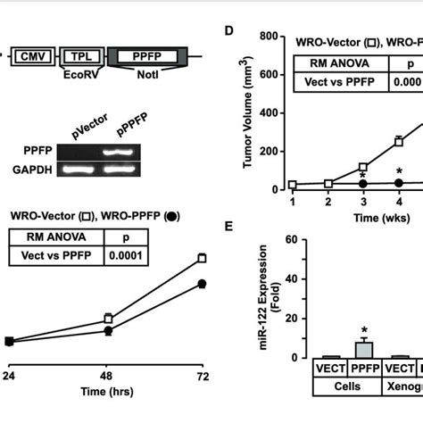 Ppfp Up Regulates The Expression Of Mir 122 In Ftc Levels Of Mir 122