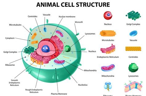 Mengenal Bagian Bagian Organel Sel Dan Fungsinya Materi Biologi Bobo