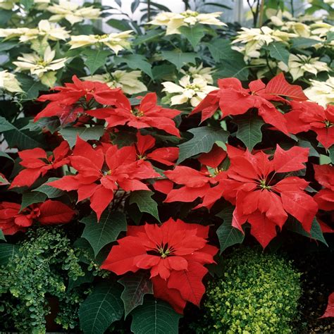 Poinsettia Cultiver Et Entretenir Ooreka