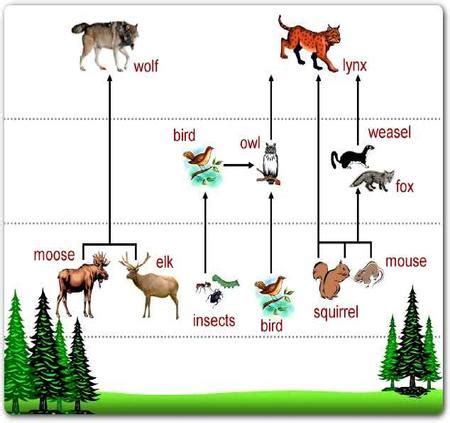 History - Lynx Conservation