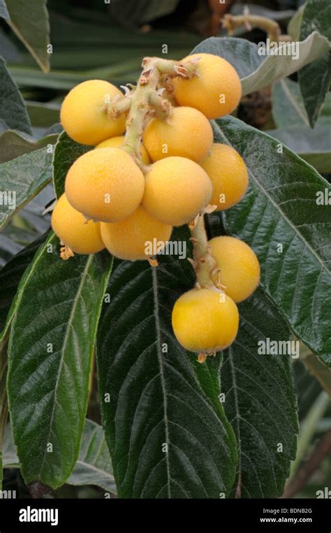 Japanese Loquat Japanese Medlar Japanese Plum Eriobotrya Japonica