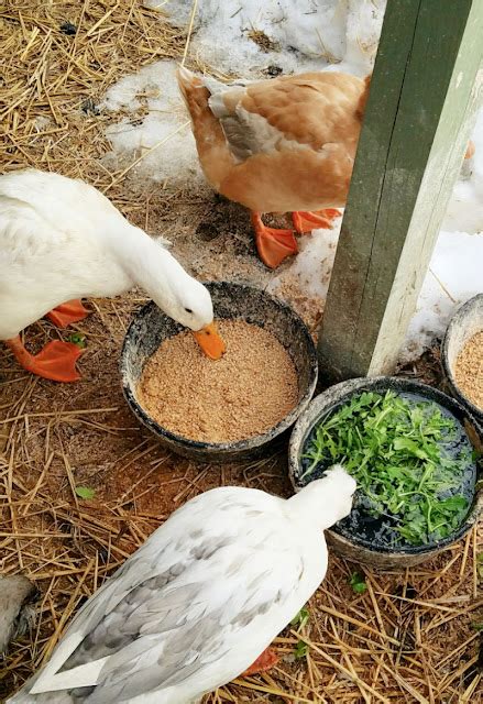 Adding Ducks To Your Backyard Chicken Flock Fresh Eggs Daily With